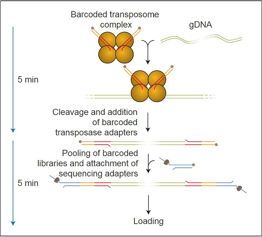 Набор для быстрого мультиплексного секвенирования ДНК, Rapid Barcoding Kit, Oxford Nanopore Technologies Фото 1